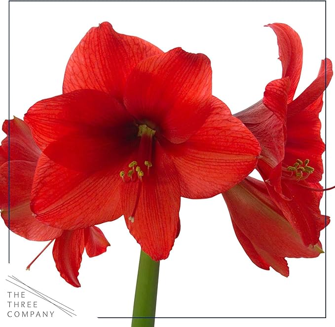 Waxed Amaryllis Bulb - Red - Easy Care, No Watering Needed - Beautiful Live Décor - Valentine's Day Special!