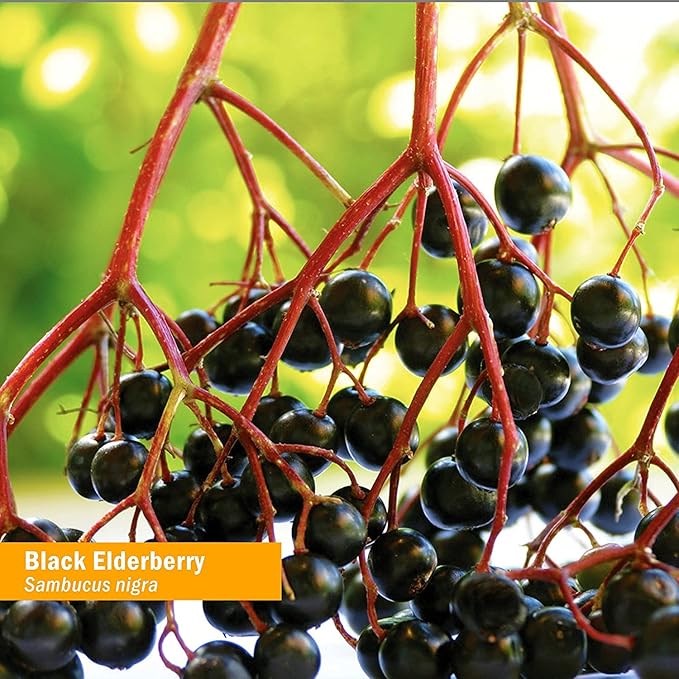 Herb Pharm Certified Organic Black Elderberry 4 Ounce