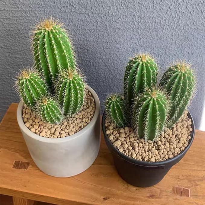 Succulent and Cactus Maifanitum Stones Garden Accessorie Rocks Pumice for Indoor Plants, Bonsai, Fairy Gardening, Vases Fillers, Terrarium, 5lb