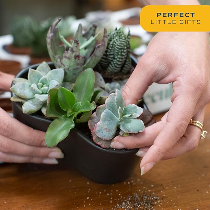 Costa Farms Succulents (24 Pack), Live Mini Succulent Plants in Ceramic Decor Planter Pots, Indoor Houseplants in Potting Soil, Bulk Baby Shower Gifts, Party Favors, Bridesmaid Gifts, 2-Inches Tall