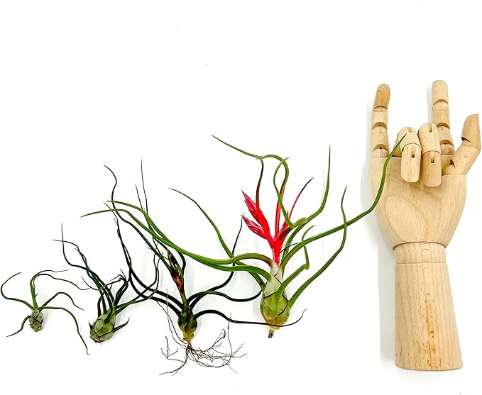 Air Plants - Flowering Tillandsia Bulbosa Belize, Giant 7-9" - 3ct - Live Arrival Guaranteed - House Plants for Home Decor & Gift