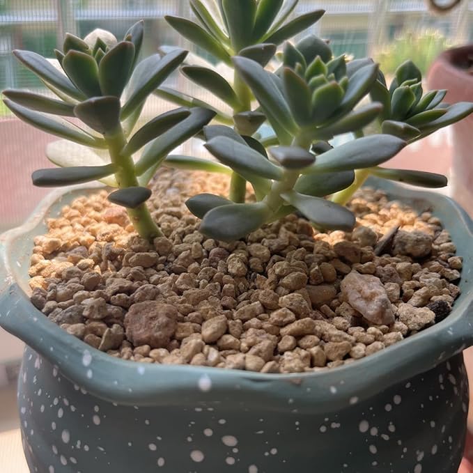 Succulent and Cactus Maifanitum Stones Garden Accessorie Rocks Pumice for Indoor Plants, Bonsai, Fairy Gardening, Vases Fillers, Terrarium, 2lb