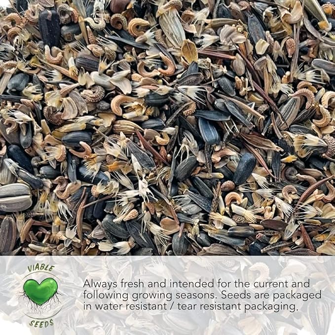 Seed Needs, Jewel Blend/Mix Nasturtium Seeds for Planting Outdoors (Edible Wildflowers, Perfect for Garnishing) Heirloom, Non-GMO & Untreated (1 Pack)