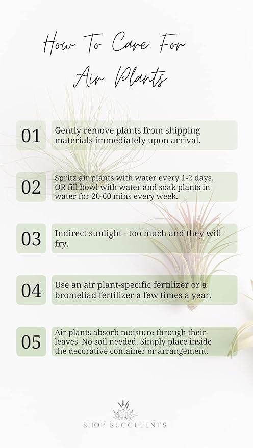 Shop Succulents Hand Selected Variety of Tillandsia Ionantha, Tropical Houseplants for Home Décor and DIY Terrariums Live Air Plants, 4-Pack
