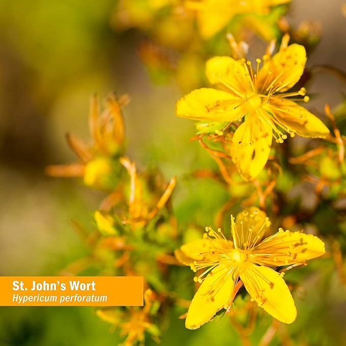 Herb Pharm St. John's Wort Liquid 4 Ounce