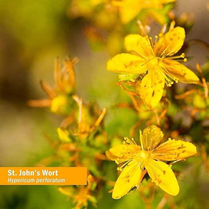 Herb Pharm St. John's Wort Topical 4 Ounce (OILSJW04)