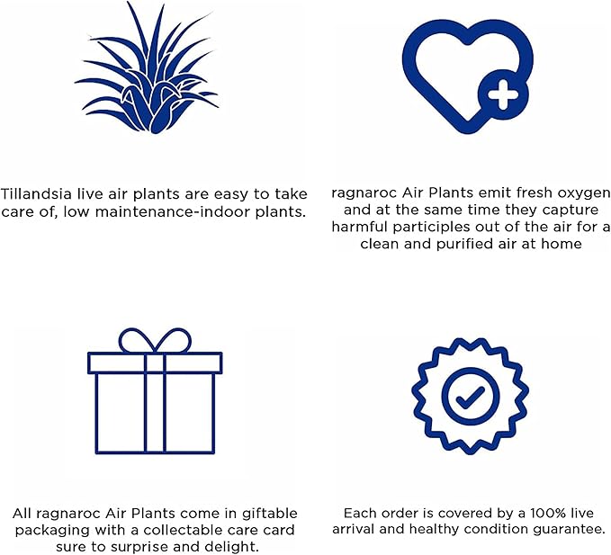 Air Plants - Tillandsia Seleriana, Large 4-6" - 2ct - Live Arrival Guaranteed - House Plants for Home Decor & Gift