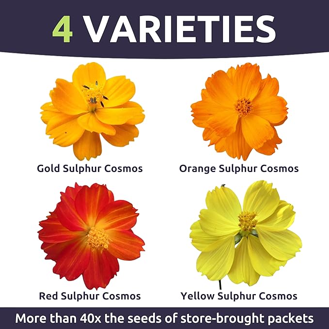 Sulphur Cosmos - Bright Lights Mix - Bulk 1/4 Pound Pouch - 15,000 Flower Seeds for Planting - Wildflower Mix