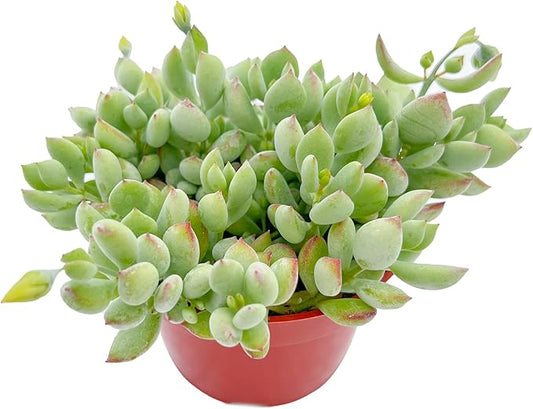 Live Succulents 'Cotyledon Pendens' (4-inch), Succulent Plants Fully Rooted in Pots with Soil, Easy-Care House Plant for DIY, Home Office Decor, Wedding Party Favor