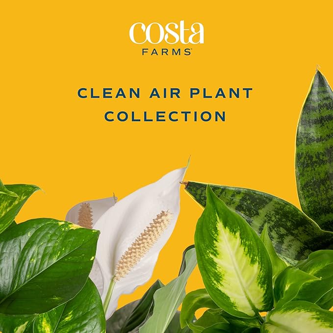 Costa Farms Live Plants (3 Pack), Easy to Grow Real Indoor Houseplants, Air Purifying Plants, Grower's Choice in Home Décor Indoors Plant Pots, New House Gift or Room Décor