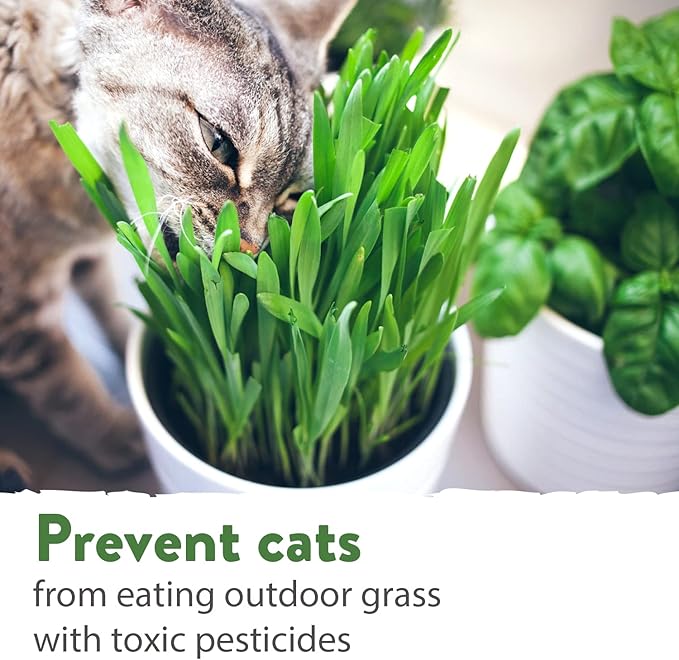 1 Pound Cat Grass Seeds for Cat & Kittens - 100% π‘π’π‘-ππ π’ π¨π¦π, Heirloom | Grow Fresh Kitty Grass for Chewing | Pet Grass for Cats Indoor Garden | Wheatgrass Seeds for Pets | Healthy Cat Greens