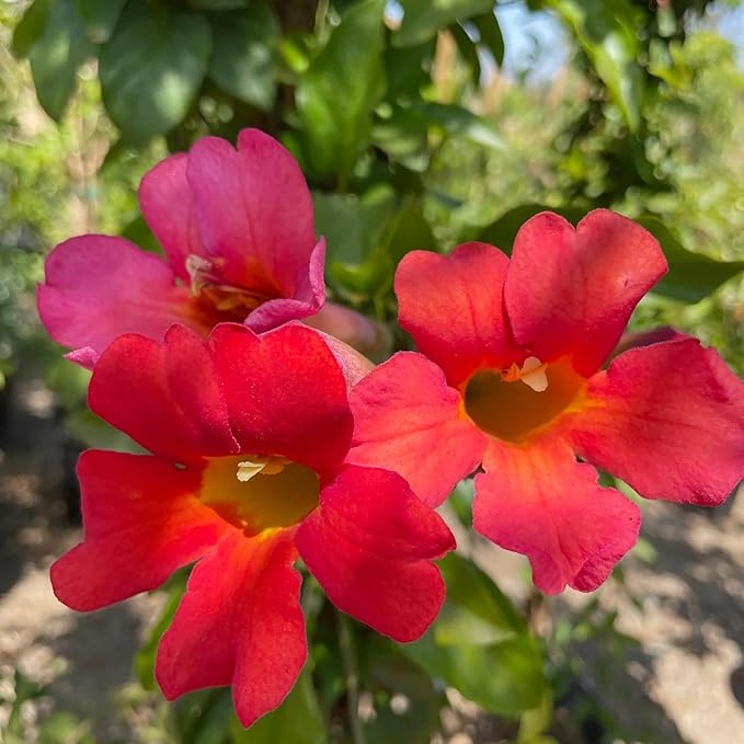 YEGAOL Garden 20Pcs Trumpet Vine Seeds Hummingbird Vine Campsis Radicans Non-GMO Fast-Growing Attract Pollinators Drought Tolerance Garden Plant Flower Seeds