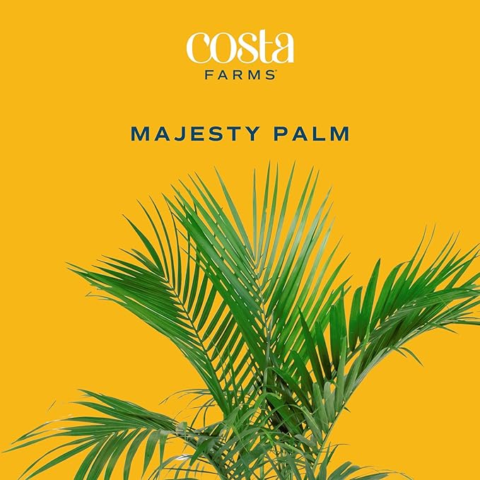 Costa Farms Majesty Palm Live Plant, Live Indoor and Outdoor Palm Tree, Potted in Modern Décor Planter, Tropical Floor Houseplant in Potting Soil, Great Patio, Balcony, Home Decor, 3-4 Feet Tall