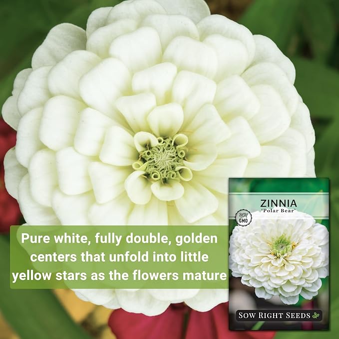 Sow Right Seeds - Zinnia Polar Bear Flower Seeds for Planting - Beautiful Flowers to Plant in Your Home Garden - Non-GMO Heirloom Packet - White Blooms Attract Pollinators - Cut and Come Again (4)