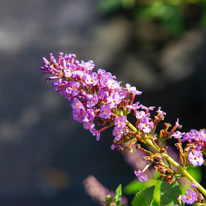 PERFECT PLANTS Nanho Butterfly Shrub 1 Gallon | Live Bush for Outdoor Planting | Attracting Pollinators Like Butterflies, Bees, and Hummingbirds | Gorgeous Purple Flowers in Spring
