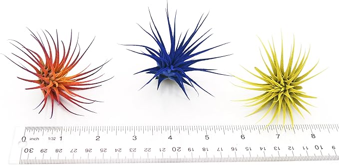 Dyed Tillandsia Ionantha Guatemala Enhanced Colored Colorful Air Plant Live Easy Care Indoor Outdoor Home Decor Gift Airplant by Awesome Industries Live Arrival Guaranteed (Pink)