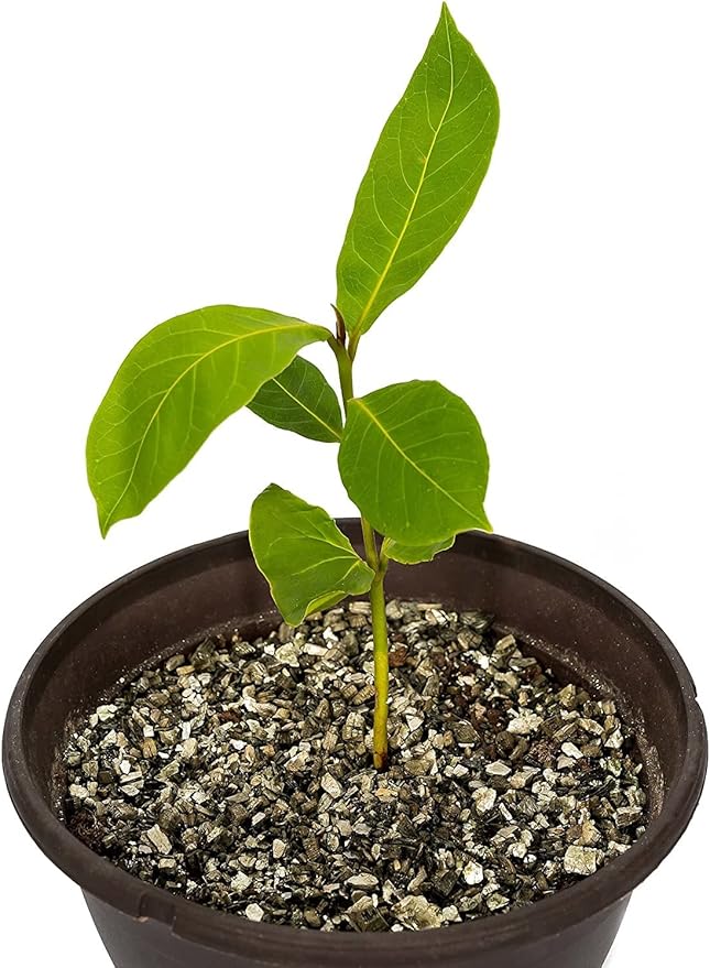 Horticultural Organic Vermiculite - Medium Grade - Natural Soil Additive for Potted Plants - Orchids - Hydroponics - Terrariums (5 Quart)