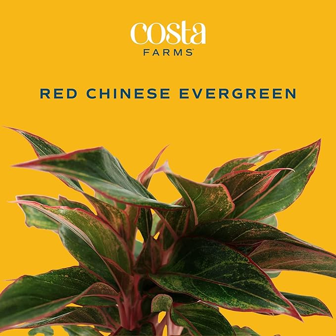 Costa Farms Chinese Evergreen, Red, Easy to Grow Live Indoor Plant Aglaonema, Houseplant Potted in Indoors Garden Plant Pot, Potting Soil Mix, Gift for New Home, Office, or Home Décor, 1-2 Feet Tall