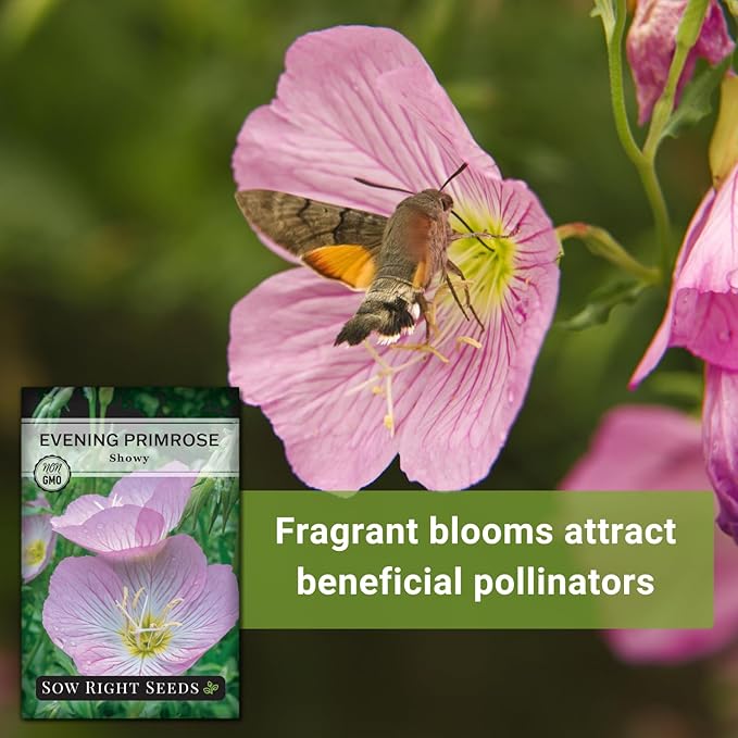 Sow Right Seeds - Showy Evening Primrose Flower Seeds for Planting - Non-GMO Heirloom Packet with Instructions - Native Wildflower for Pollinators - Perennial Pink Ladies, Mexican Evening Blooms (2)