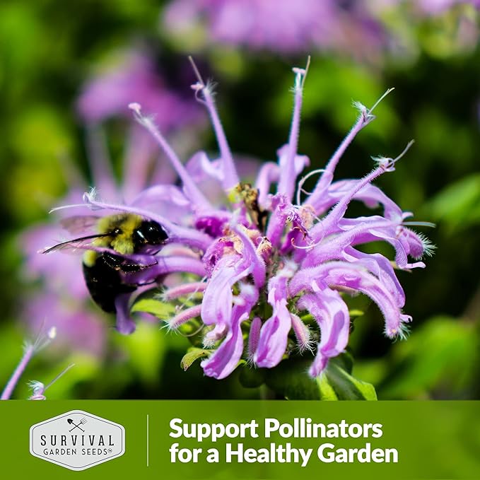 Survival Garden Seeds - Bergamot Herb (Bee Balm) Seed for Planting - 5 Packs with Instructions to Plant and Grow Lavender Monarda Wildflowers in Your Home Vegetable Garden - Non-GMO Heirloom Variety