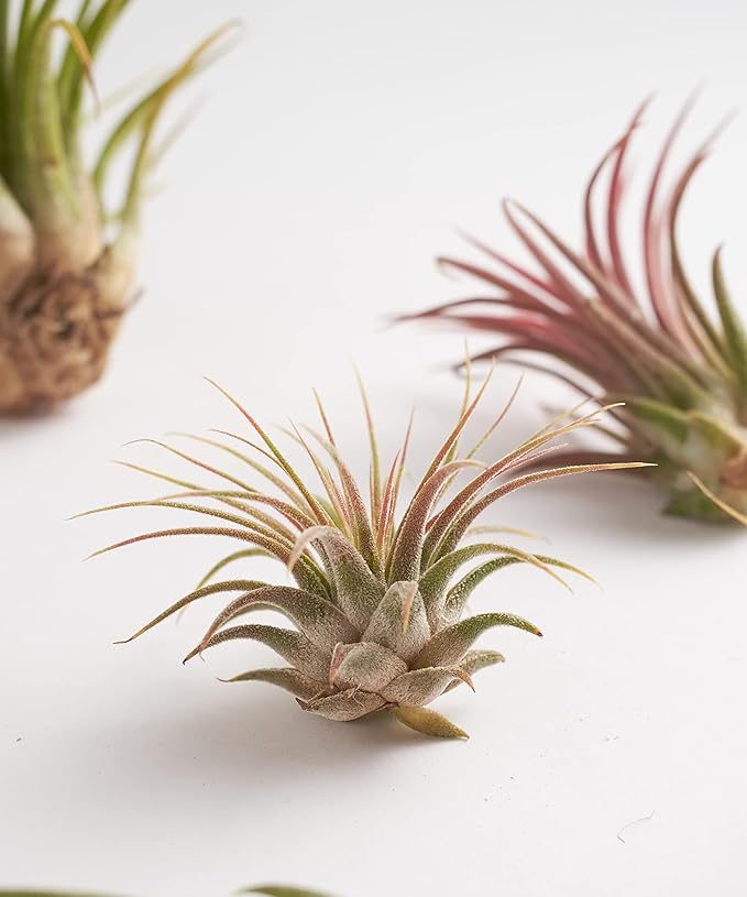 Shop Succulents Hand Selected Variety of Tillandsia Ionantha, Tropical Houseplants for Home Décor and DIY Terrariums Live Air Plants, 4-Pack