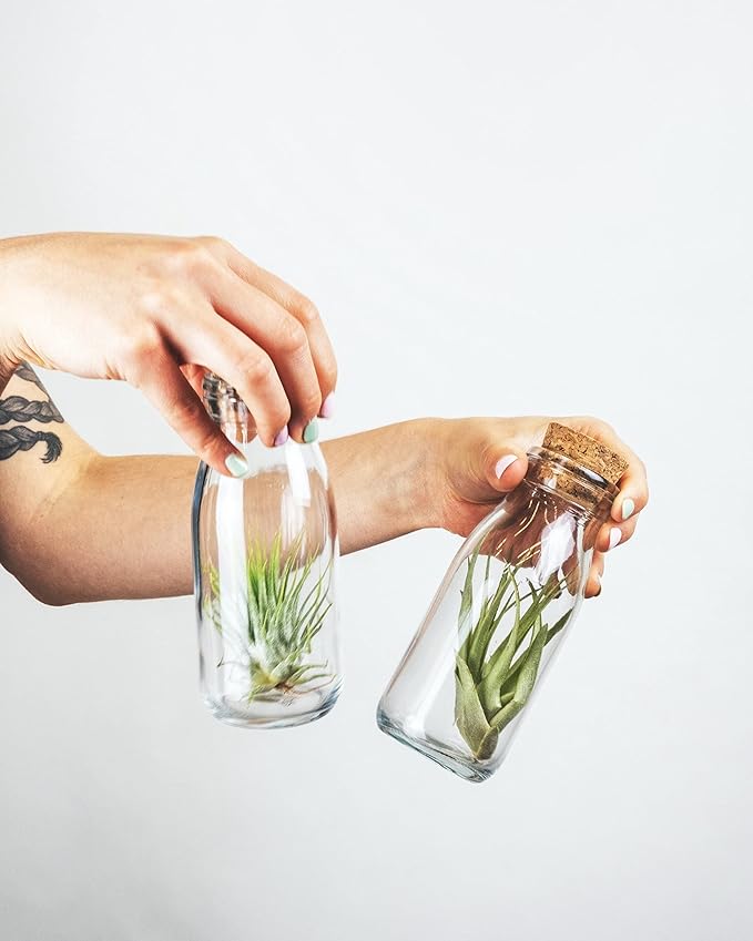 Shop Succulents Hand Selected Variety of Tillandsia Ionantha, Tropical Houseplants for Home Décor and DIY Terrariums Live Air Plants, 4-Pack