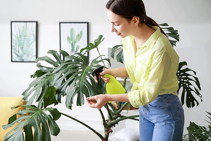 American Plant Exchange Monstera Deliciosa Split Leaf Plant, Live 10-Inch Plant Pot for Home and Garden Decor, Tropical Elegance with Edible Fruits, Air Purifying