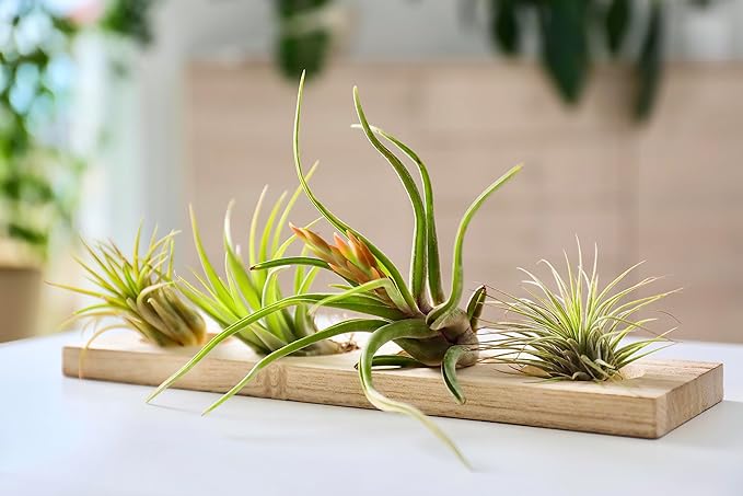 Tillandsia Air Plants Live Indoor Plants (50 Pack), Air Plants Bulk Party Favors or Wedding Favors Live Plants, Air Plant Lover Gifts, DIY Terrarium Kit, Air Succulents Plants Live by Plants for Pets