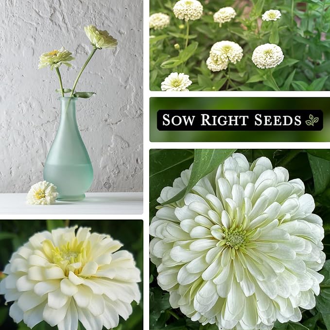 Sow Right Seeds - Zinnia Polar Bear Flower Seeds for Planting - Beautiful Flowers to Plant in Your Home Garden - Non-GMO Heirloom Packet - White Blooms Attract Pollinators - Cut and Come Again (4)