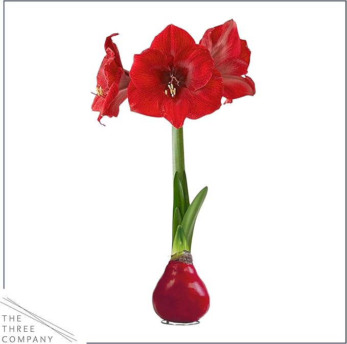Waxed Amaryllis Bulb - Red - Easy Care, No Watering Needed - Beautiful Live Décor - Valentine's Day Special!