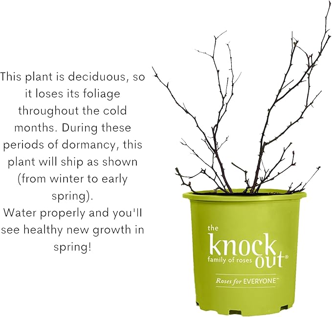 1 Gallon The Pink Double Knock Out® Rose Shrub