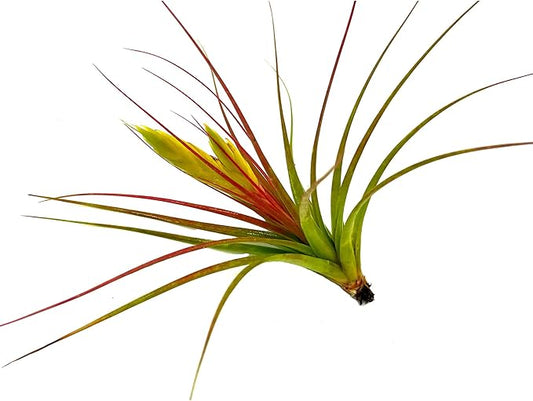 Live Air Plants - Tillandsia Concolor, Jumbo 6-8" - 1ct - Live Arrival Guaranteed - House Plants for Home Decor & Gift