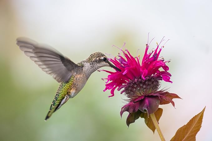 TKE Farms & Gardens - Wild Bergamot Bee Balm Seeds, 1000+ Heirloom Non-GMO Perennial Herb Seeds for Indoor/Outdoor Gardens, Attracts Butterflies & Pollinators, Monarda fistulosa