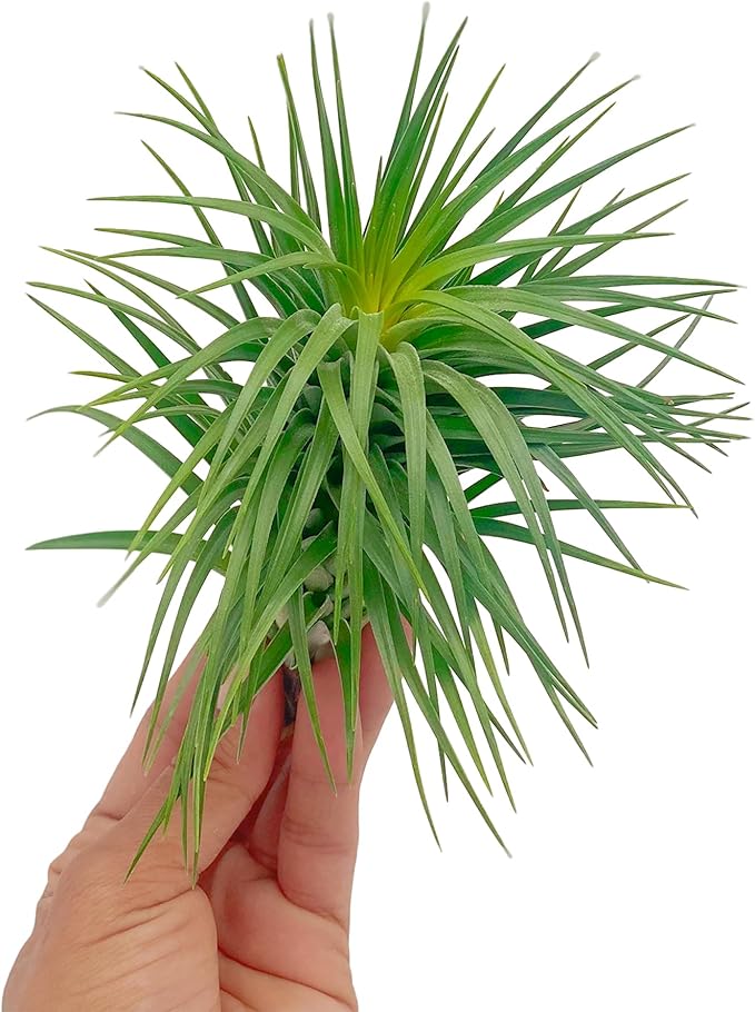 Air Plants - Flowering Tillandsia Pink Paske Large 5" - 3ct - Live Arrival Guaranteed - House Plants for Home Decor & Gift
