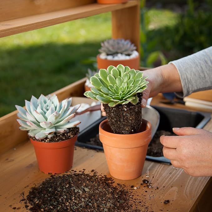 Succulent & Cactus Soil Potting Mix 2qt, Pre-Mixed Ready to Use with Fast Draining Fits for Bonsai, Terrarium and Houseplant