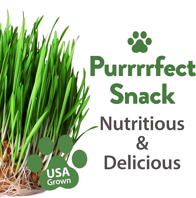1 Pound Cat Grass Seeds for Cat & Kittens - 100% π‘π’π‘-ππ π’ π¨π¦π, Heirloom | Grow Fresh Kitty Grass for Chewing | Pet Grass for Cats Indoor Garden | Wheatgrass Seeds for Pets | Healthy Cat Greens