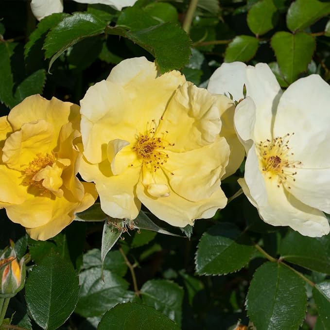 1 Gallon Knock Out Easy Bee-zy Rose Plant with Bright Yellow Flowers