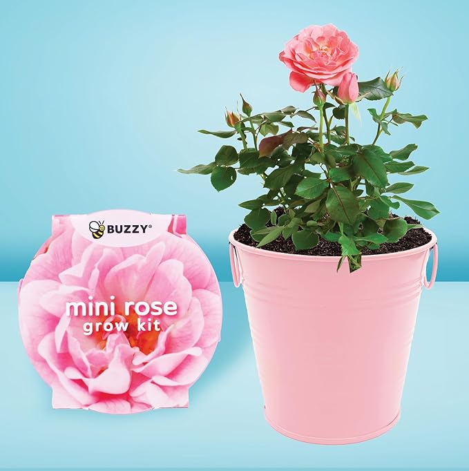 Buzzy Seeds Painted Love Pails | Flower Starter Kit for Kids & Adults | 2-Pack | Mini Rose and Forget-Me-Not Seeds | Guaranteed to Grow | Best Indoor Grow Your Own Plant Gardening Gift