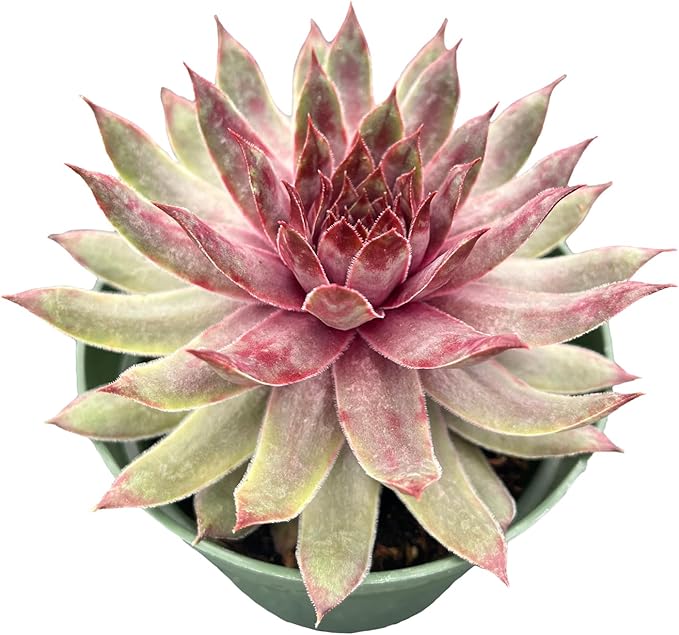 Live Succulents Sempervivum 'Mulberry-Kiss' (4-inch), Succulent Plants Fully Rooted in Pots with Soil, Easy-Care House Plant for DIY, Home Office Decor, Wedding Party Favor