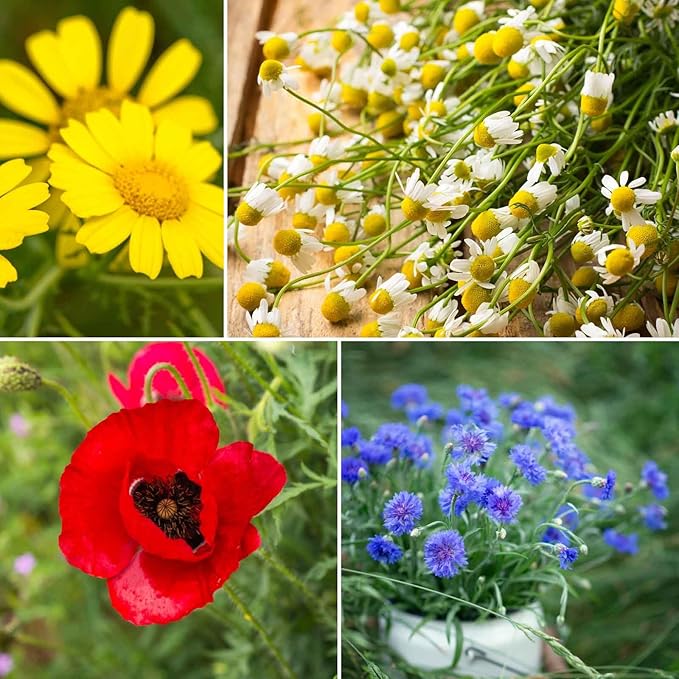 Eden Brothers Back to Basics Flower Mixed Seeds for Planting, 5 lb, 2,400,000+ Seeds with Cornflower Tall Blue, Corn Daisy, Attracts Pollinators, Plant in Spring or Fall, Zones 3, 4, 5, 6, 7, 8, 9, 10