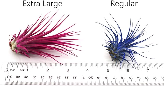 Live Extra Large Tillandsia Ionantha Guatemala Colorful Air Plant 3+ inch Enhanced Color Easy Care Indoor Outdoor Home Decor Gift Airplant by Awesome Industries (Lavender XL)