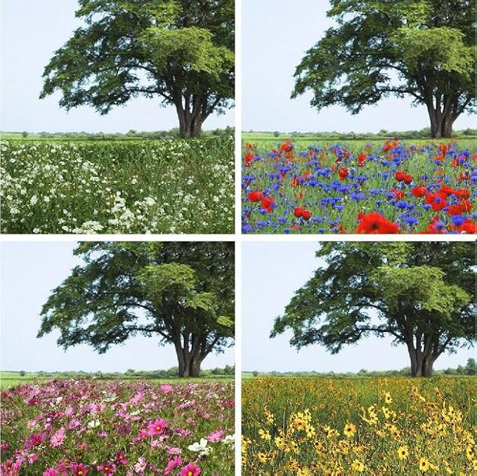 Eden Brothers Endless Summer Annual Succession Flower Mixed Seeds for Planting, 5 lb, 2,400,000+ Seeds with Cosmos | Attracts Pollinators, Plant in Spring or Fall, Zones 3, 4, 5, 6, 7, 8, 9, 10