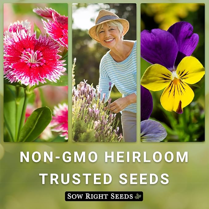 Sow Right Seeds - Common Milkweed Seeds for Planting - Attract Monarch Butterflies to Your Garden - Non-GMO Heirloom Seed Packet with Full Instructions to Plant - Perennial Plant for Pollinators (4)