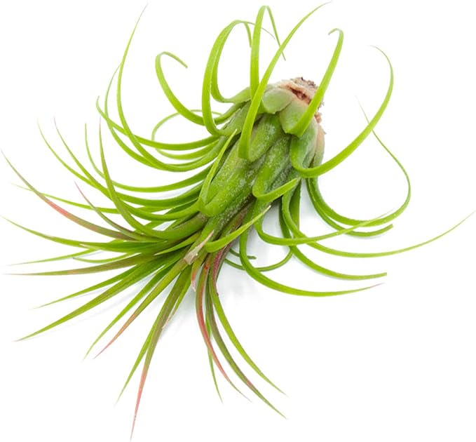 Tillandsia Air Plants Live Indoor Plants (50 Pack), Air Plants Bulk Party Favors or Wedding Favors Live Plants, Air Plant Lover Gifts, DIY Terrarium Kit, Air Succulents Plants Live by Plants for Pets