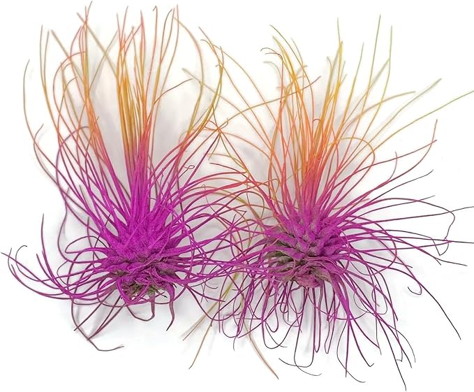 Thin Air Plant, Guatemala Tillandsia Live Airplant, Healthy Arrival Guaranteed, Great Indoor Plant, Home Decor & Gift (2 Rainbow #3)