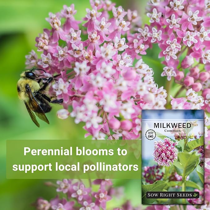 Sow Right Seeds - Common Milkweed Seeds for Planting - Attract Monarch Butterflies to Your Garden - Non-GMO Heirloom Seed Packet with Full Instructions to Plant - Perennial Plant for Pollinators (3)