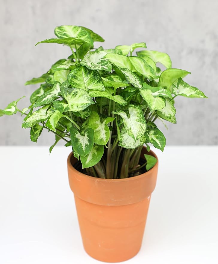 Arrowhead Plant Kit (4 Pack),4 Inch Pots for Plants,Syngonium Plant Live,Plant Gifts for Plant Lovers,Vine Plants Indoor Live,Rooted Live Plants Indoor Plants Live Houseplants by Plants for Pets,Black