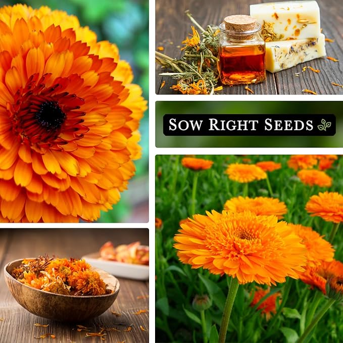 Sow Right Seeds - Ball’s Orange Calendula Seeds for Planting - Non-GMO Heirloom Packet with Instructions to Plant a Home Garden - Medicinal Orange Blooms That Pollinators Love - Grow Herbal Tea (2)