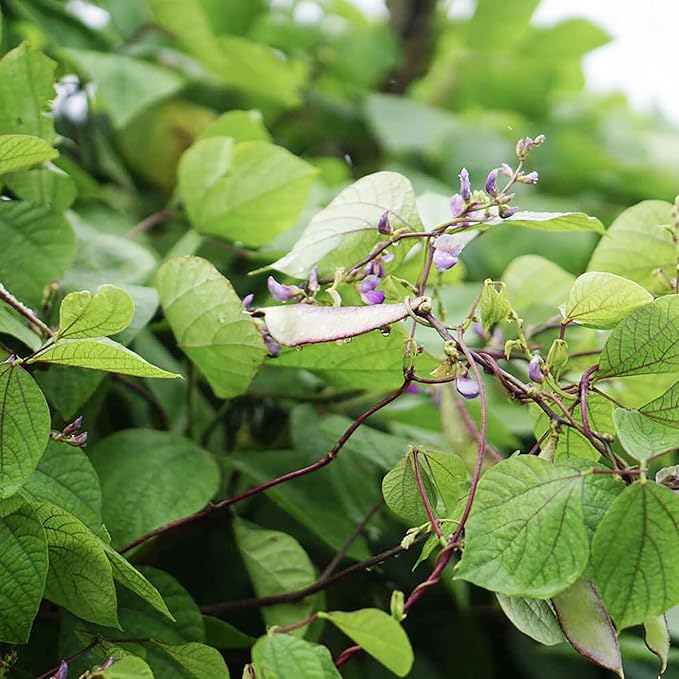 Hyacinth Bean Seeds Lablab Purpureus Vigorous, Fast-Growing Vine Plant Showy, Fragrant Flowers Edible Leaves, Pods Ornamental Plant Popular Choice for Trellises, Arbors, Fences 10Pcs by YEGAOL Garden