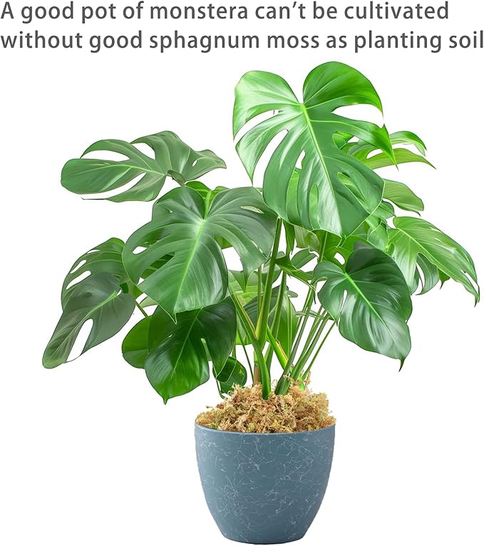 1.2LBS Premium Sphagnum Moss, Reptiles Dried Moss, Plants Propagation Plant Growing Medium for Monstera Orchid Potting Mix (Appx 30 QT)